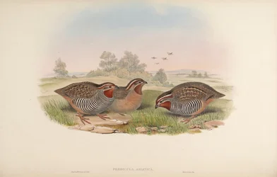 Peridula asiática